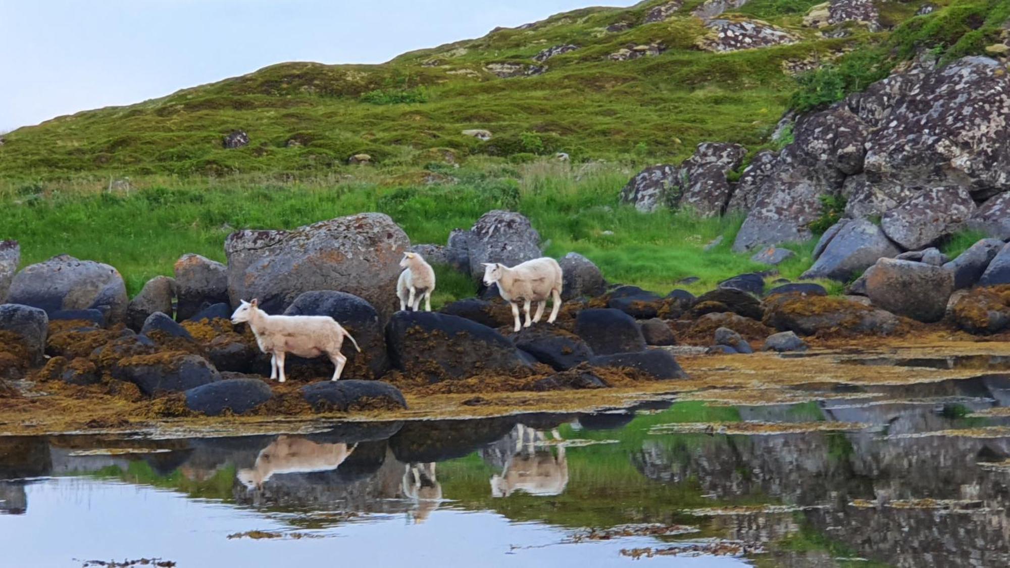Lofoten Seaside Ballstad Exterior foto
